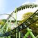 A roller coaster with a corkscrew turn